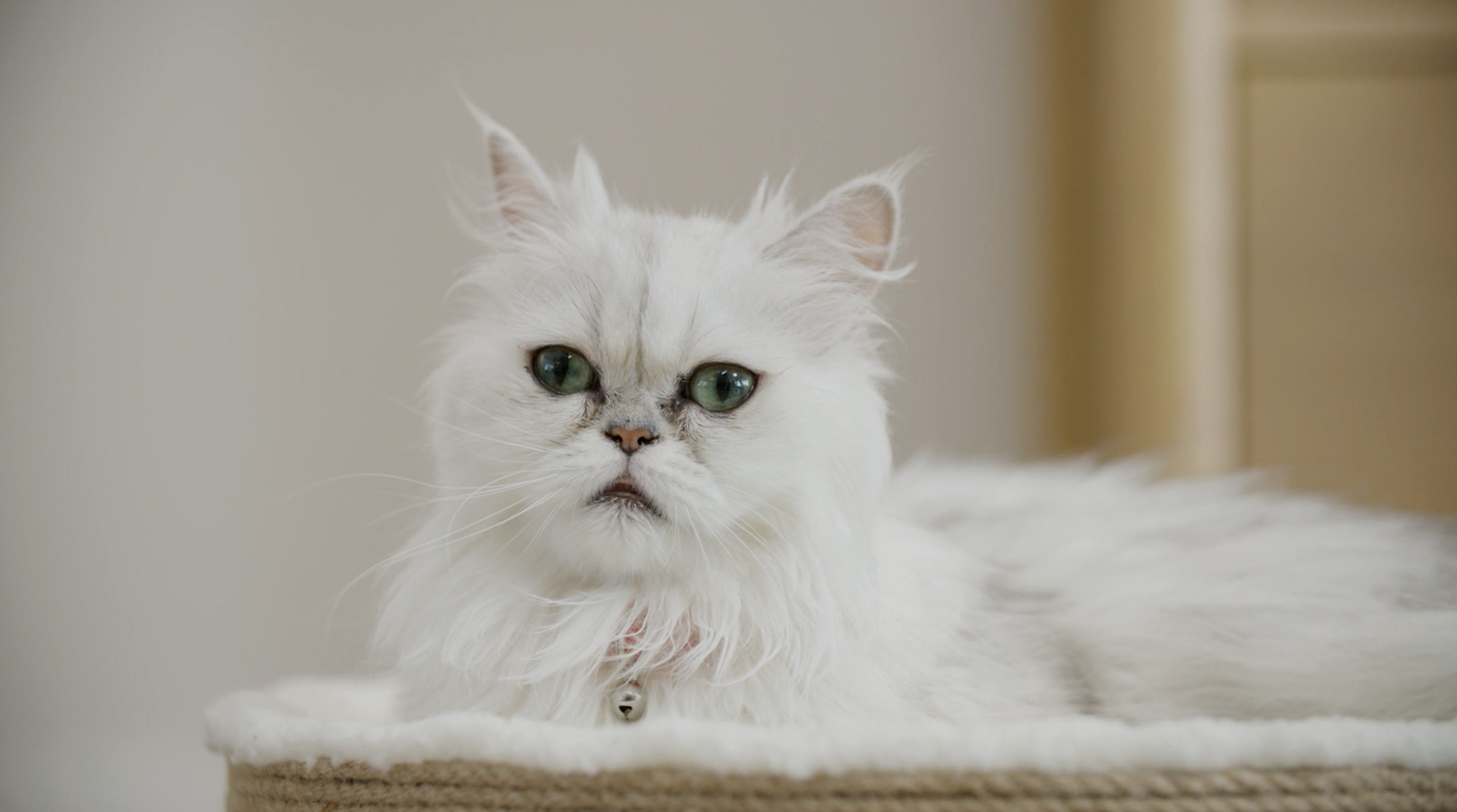 Anything For Cats Month